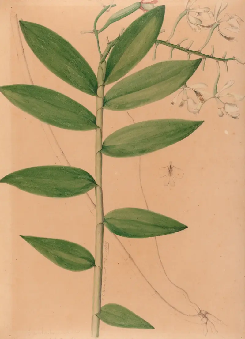 Brasilianska orkidéer, plansch 19 av João Barbosa Rodrigues