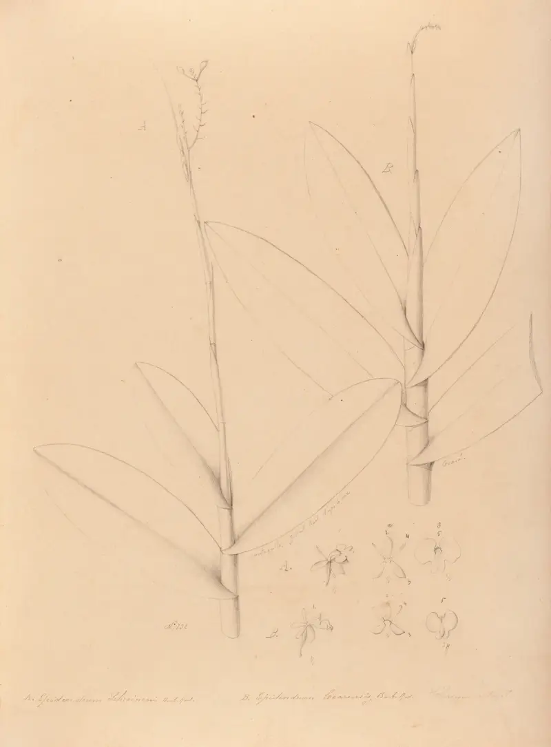 Iconographie des orchidées du Brésil Pl.25 av João Barbosa Rodrigues