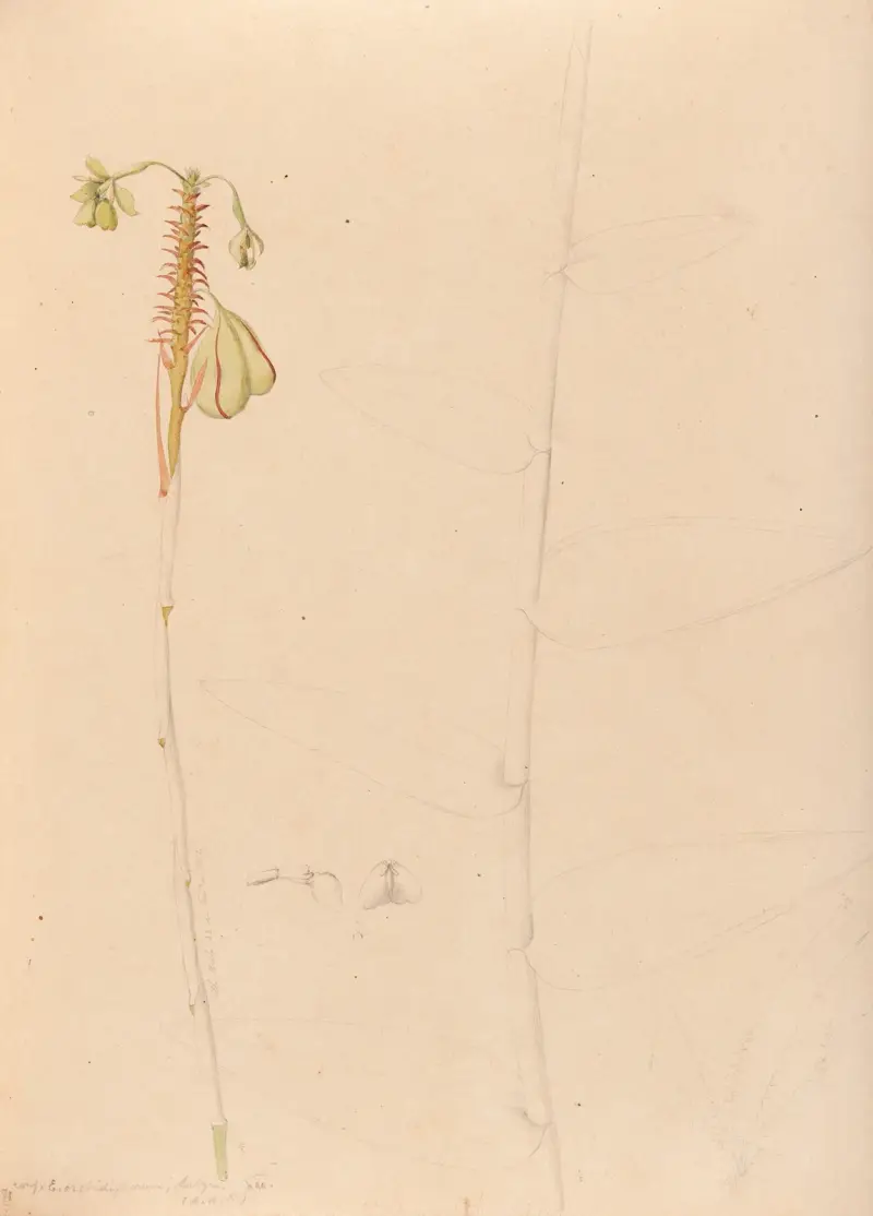 Iconographie des orchidées du Brésil Pl.26 av João Barbosa Rodrigues