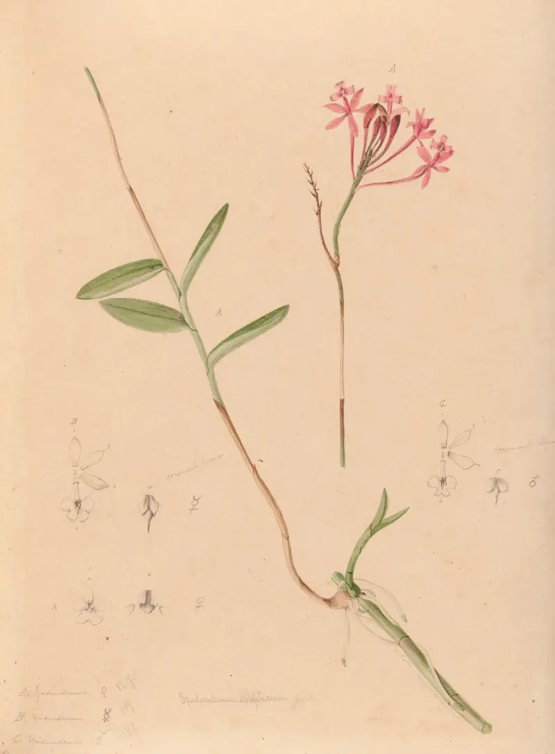 Iconographie des orchidées du Brésil Pl.28 av João Barbosa Rodrigues