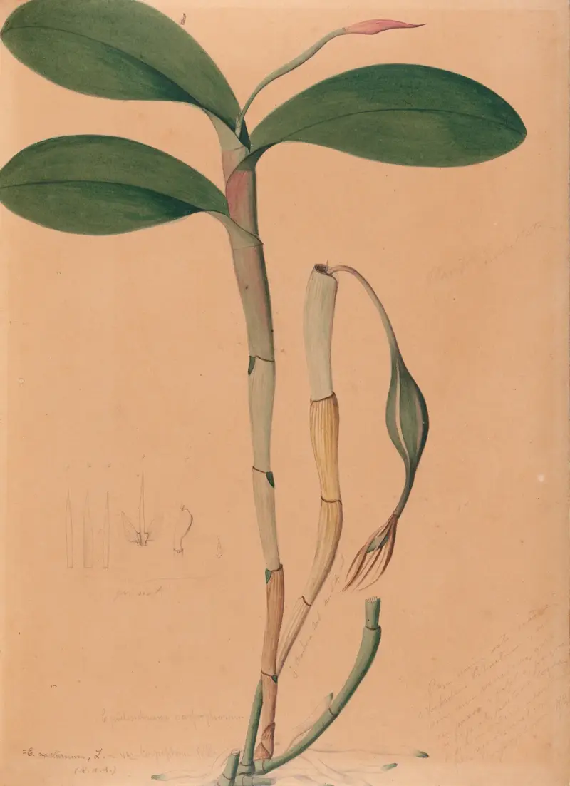 Iconographie des orchidées du Brésil Pl.31 av João Barbosa Rodrigues