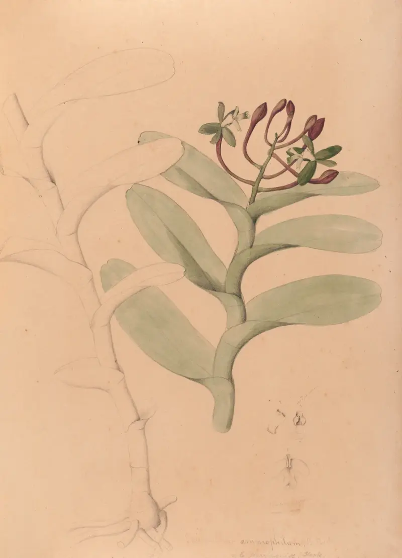 Iconographie des orchidées du Brésil Pl.32 av João Barbosa Rodrigues