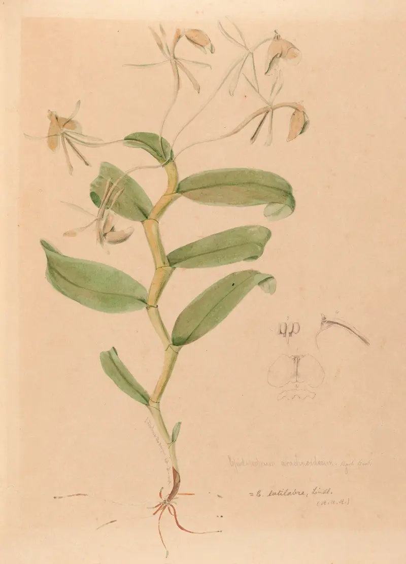 Iconographie des orchidées du Brésil Pl.33 av João Barbosa Rodrigues