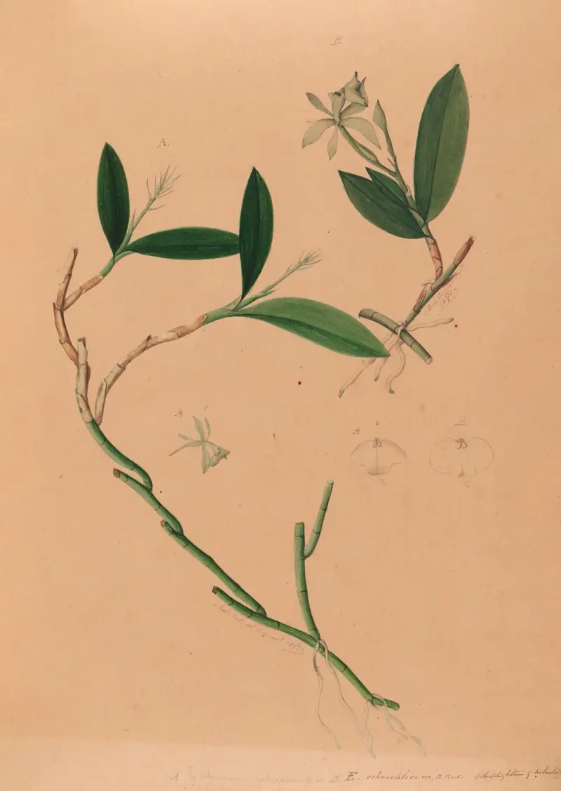 Iconographie des orchidées du Brésil Pl.34 av João Barbosa Rodrigues