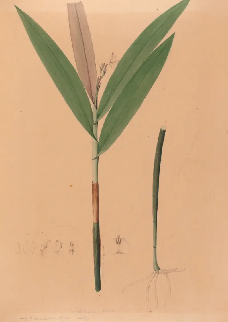Iconographie des orchidées du Brésil Pl.37 av João Barbosa Rodrigues