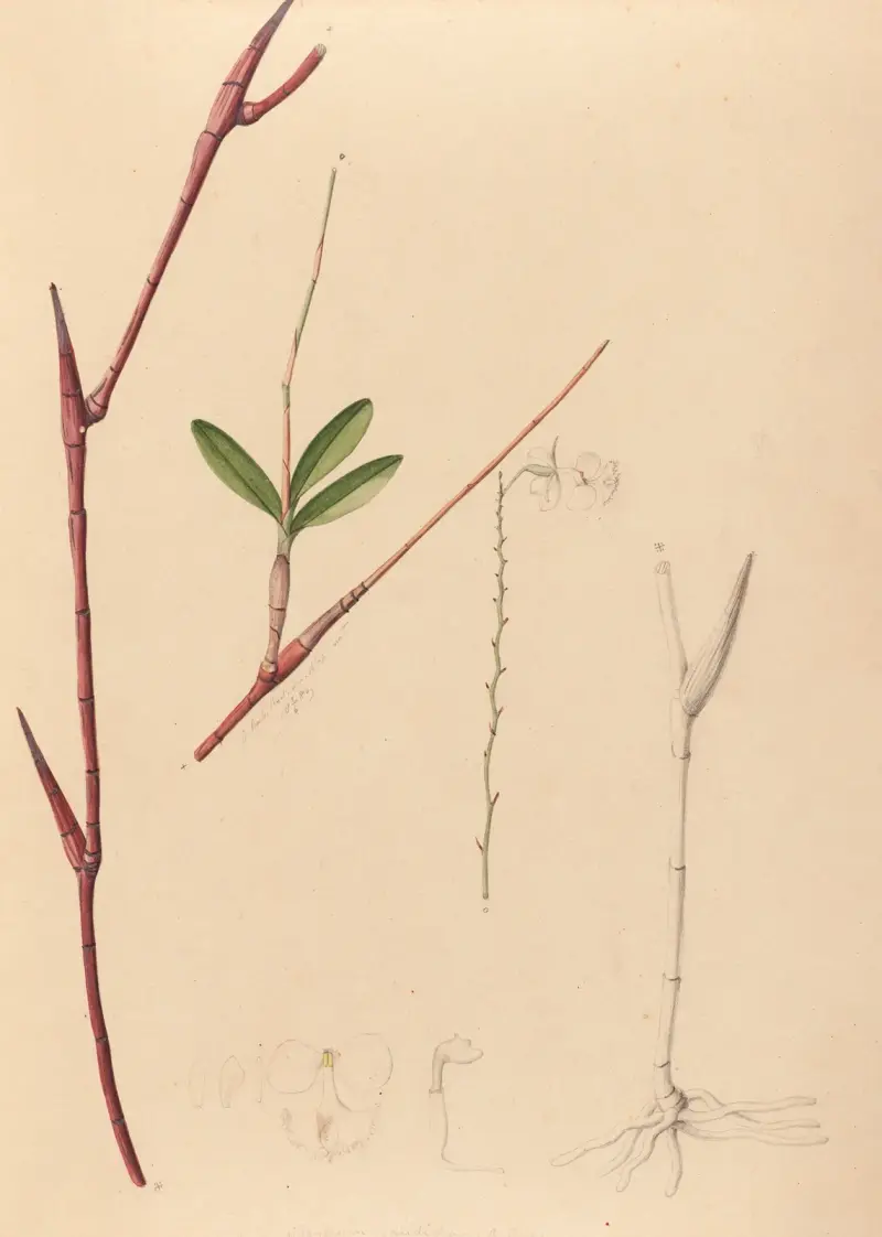Iconographie des orchidées du Brésil Pl.39 av João Barbosa Rodrigues