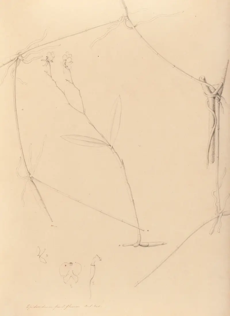 Iconographie des orchidées du Brésil Pl.41 av João Barbosa Rodrigues