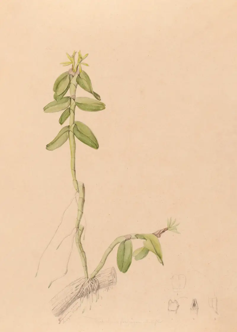 Ikonografi över Brasiliens orkidéer Pl.43 av João Barbosa Rodrigues