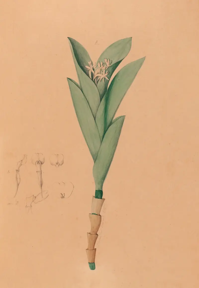 Iconographie des orchidées du Brésil Taf. 44 von João Barbosa Rodrigues