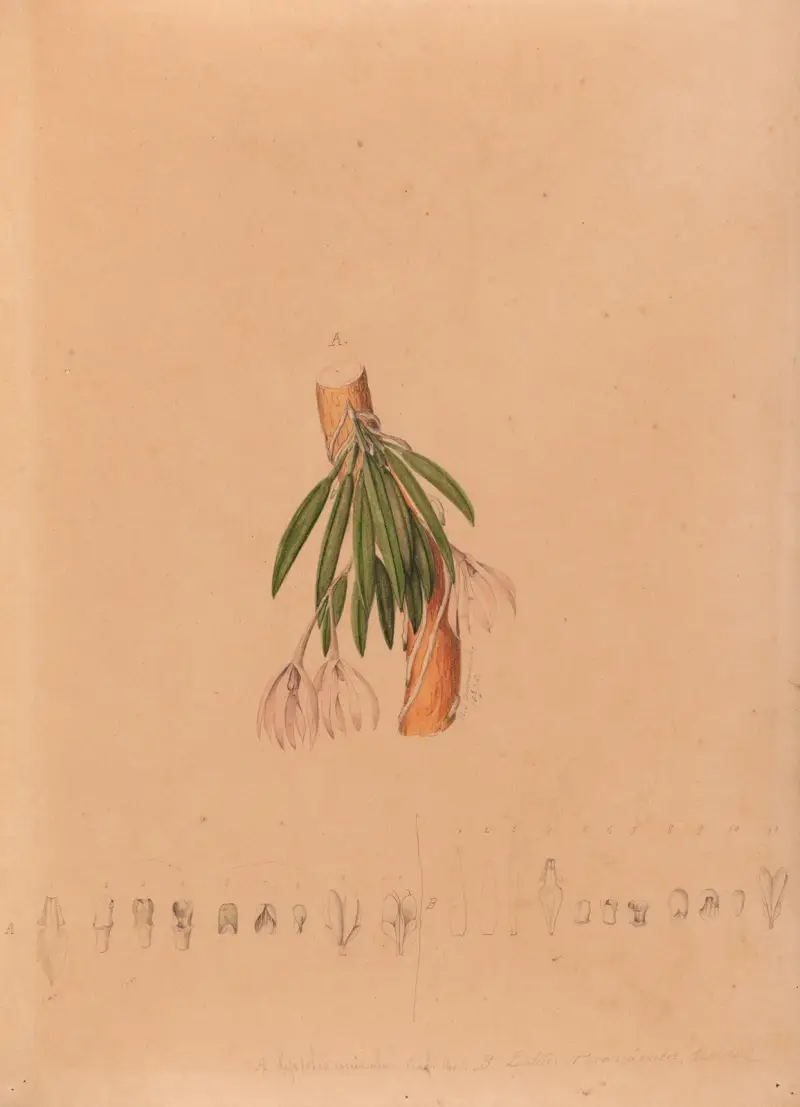 Iconographie des orchidées du Brésil Pl.50 av João Barbosa Rodrigues