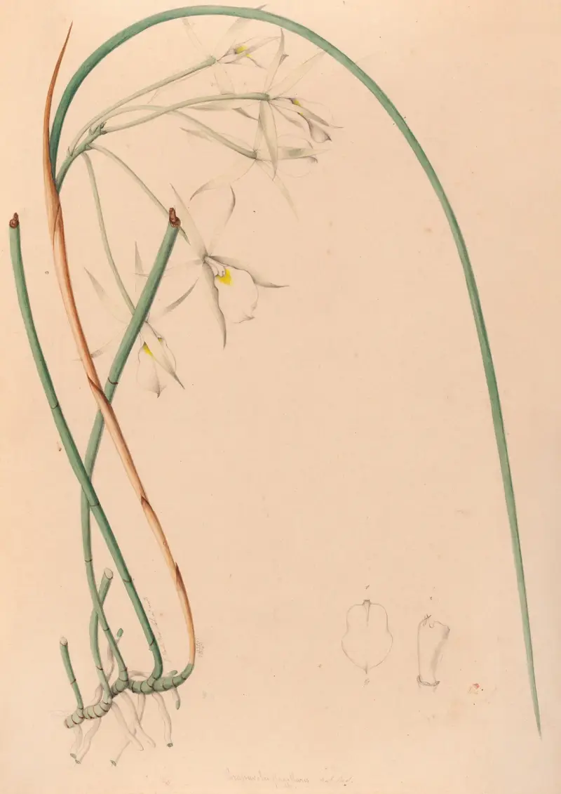 Iconographie des orchidées du Brésil Pl.51 av João Barbosa Rodrigues