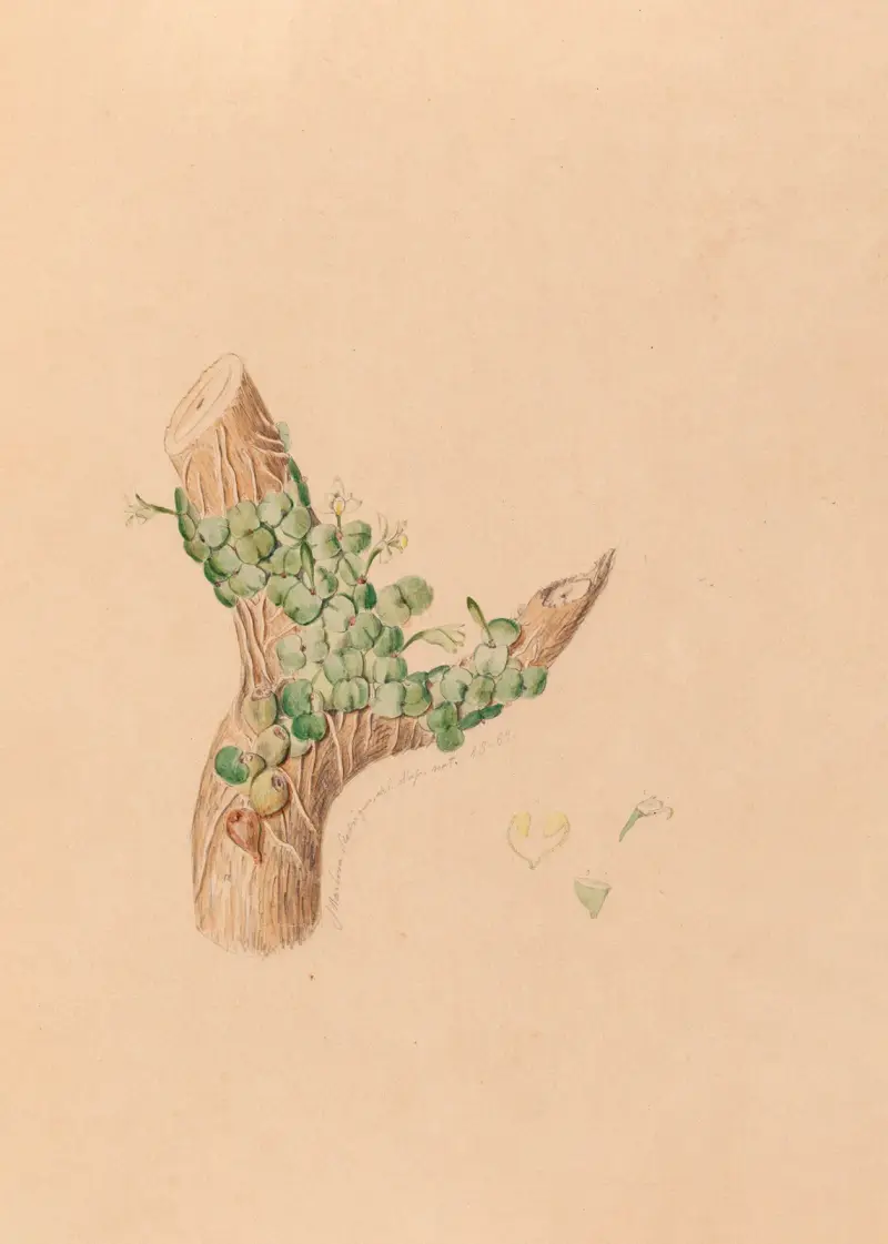 Ikonografi över Brasiliens orkidéer, pl. 56 av João Barbosa Rodrigues