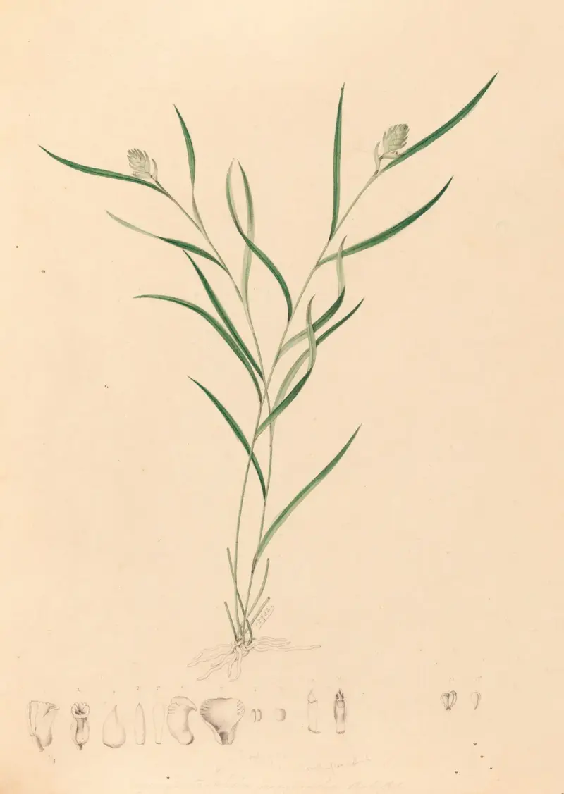 Iconographie des orchidées du Brésil Pl.58 av João Barbosa Rodrigues