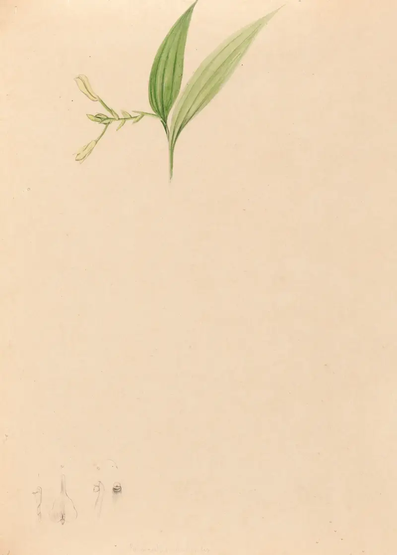 Iconographie des orchidées du Brésil Pl.59 av João Barbosa Rodrigues