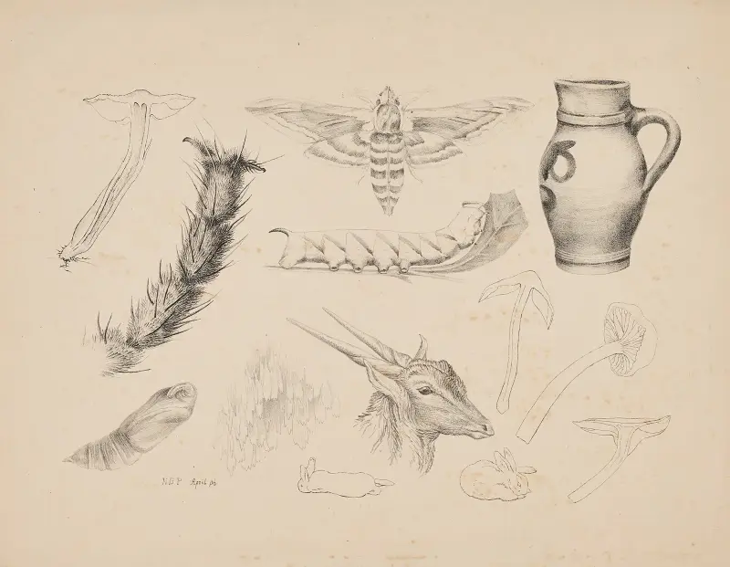 Houby, zvětšená noha mouchy, studie lišaje bezového a jeho životního cyklu, džbán, hlava gazely a králíci, Beatrix Potter