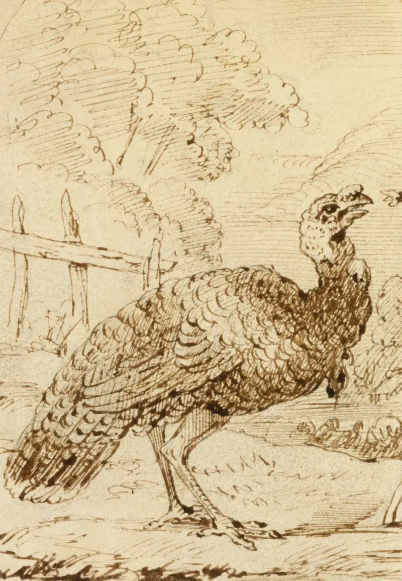Truthahn – Nr. 2 von Benjamin West