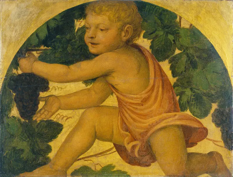 Putto bei der Weinernte von Bernardino Luini