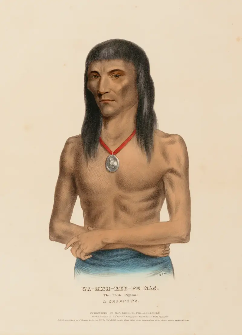 Wa-Bish-Kee-Pe-Nas. The White Pigeon. A Chippewa av Charles Bird King