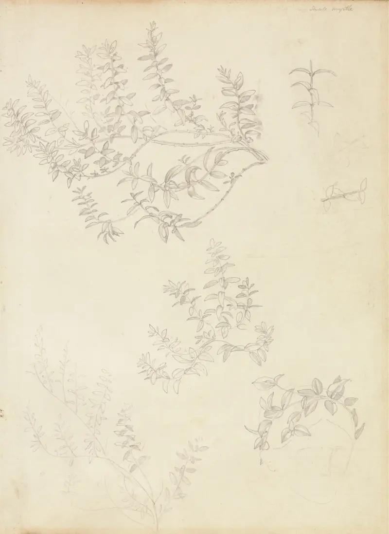 Sketches of Myrtle and a Head Crowned with Myrtle av Sir Edward Coley Burne-Jones