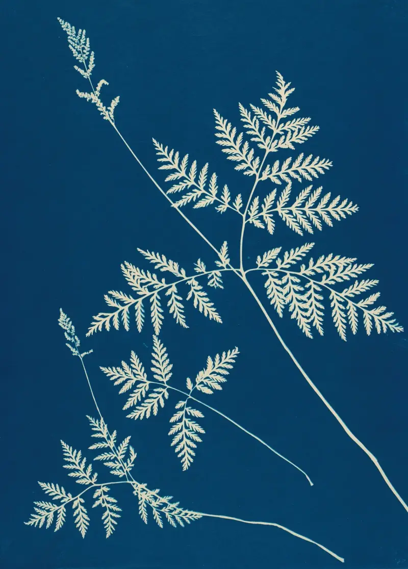 Ferns of Huntington, Long Island Pl.01 av Ella J. C. Hurd