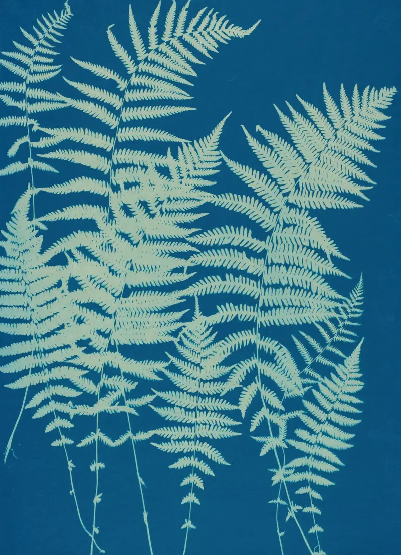Ferns of Huntington, Long Island Pl.03 av Ella J. C. Hurd