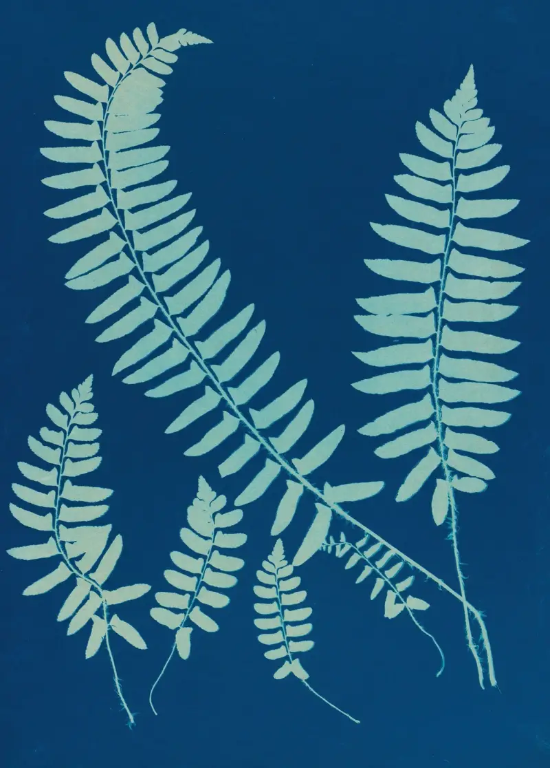 Ferns of Huntington, Long Island Pl.06 av Ella J. C. Hurd