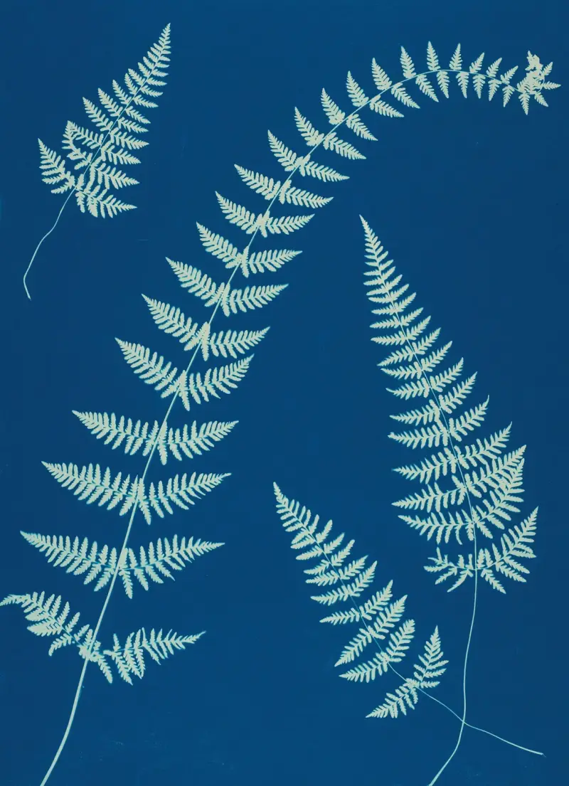 Ferns of Huntington, Long Island Pl.08 av Ella J. C. Hurd