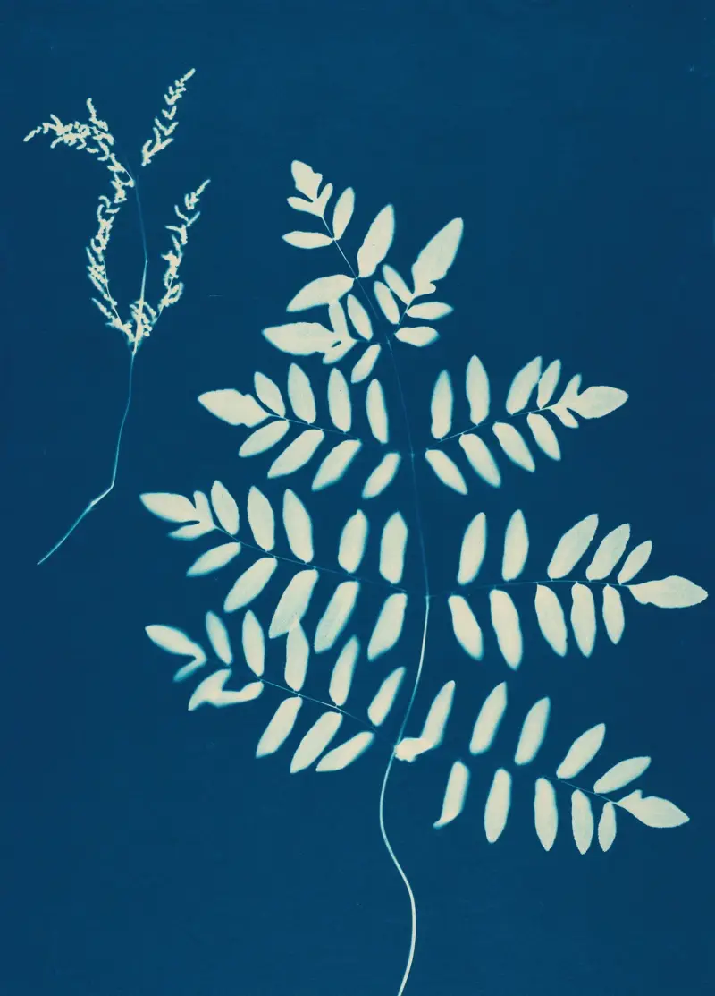 Ferns of Huntington, Long Island Pl.10 av Ella J. C. Hurd