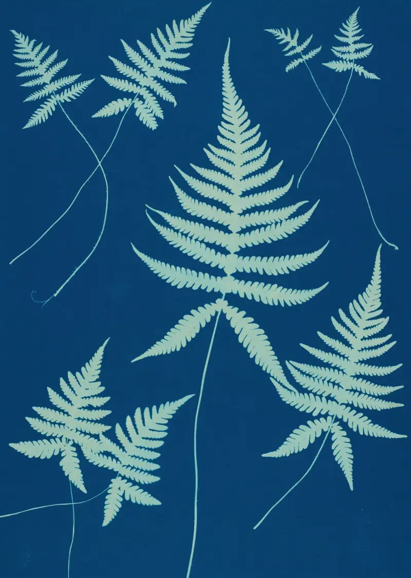 Ferns of Huntington, Long Island Pl.15 av Ella J. C. Hurd