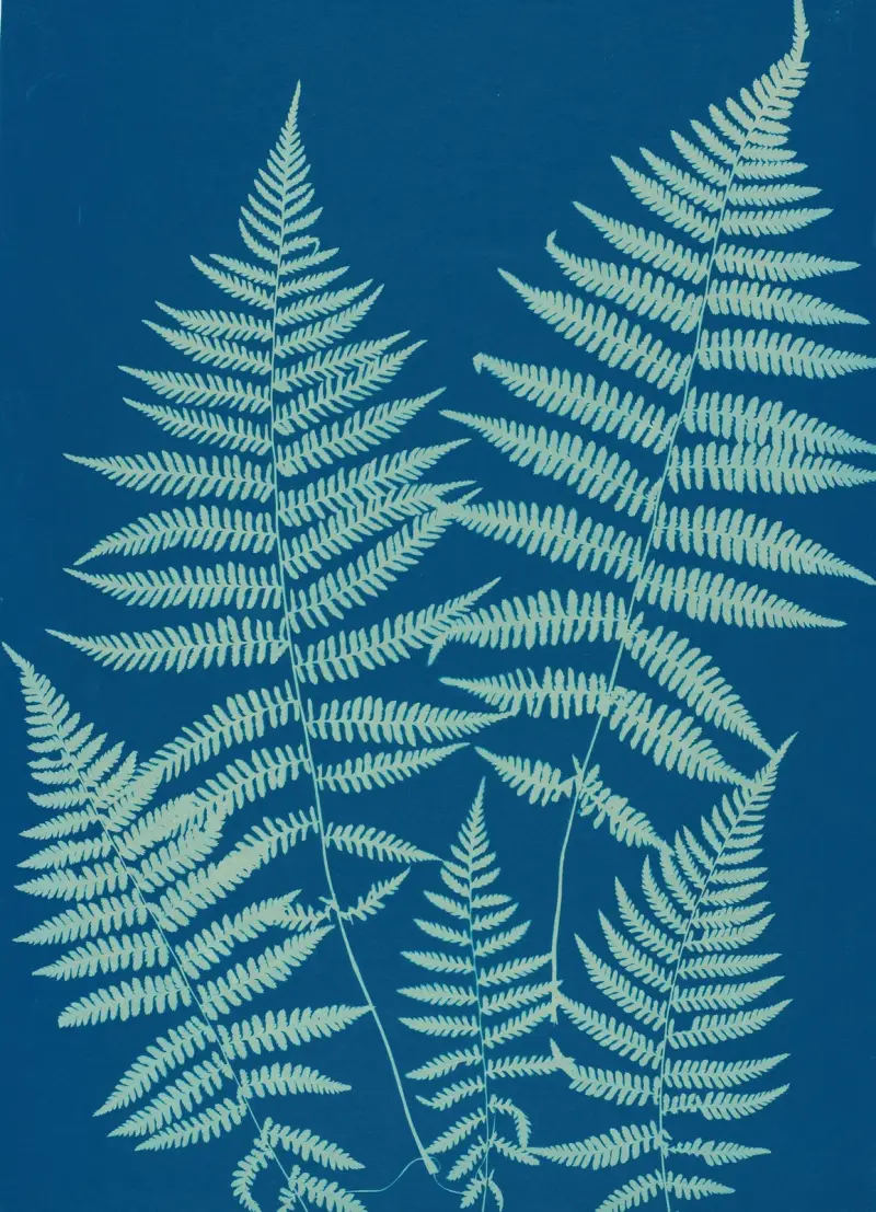 Ferns of Huntington, Long Island Pl.18 av Ella J. C. Hurd