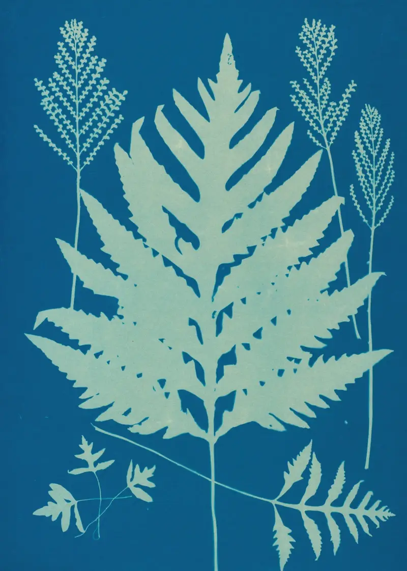 Ferns of Huntington, Long Island Pl.22 av Ella J. C. Hurd