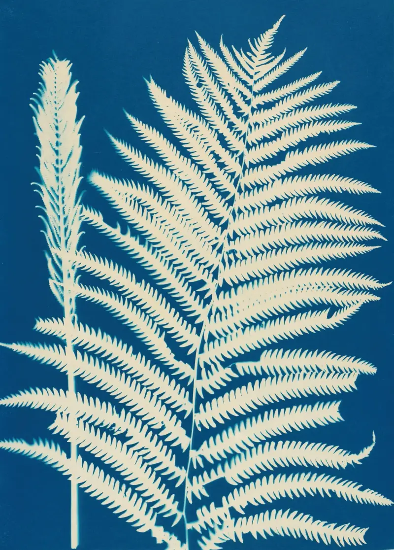 Ferns of Huntington, Long Island Pl.23 av Ella J. C. Hurd