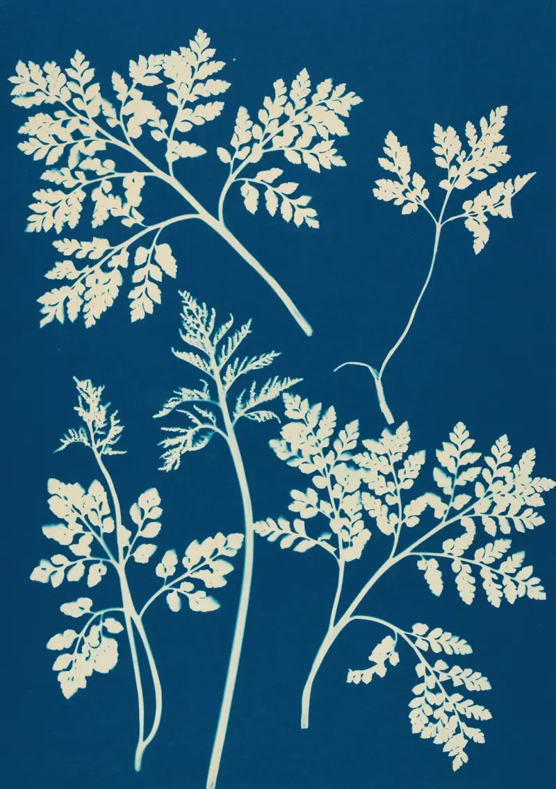 Ferns of Huntington, Long Island Pl.25 av Ella J. C. Hurd