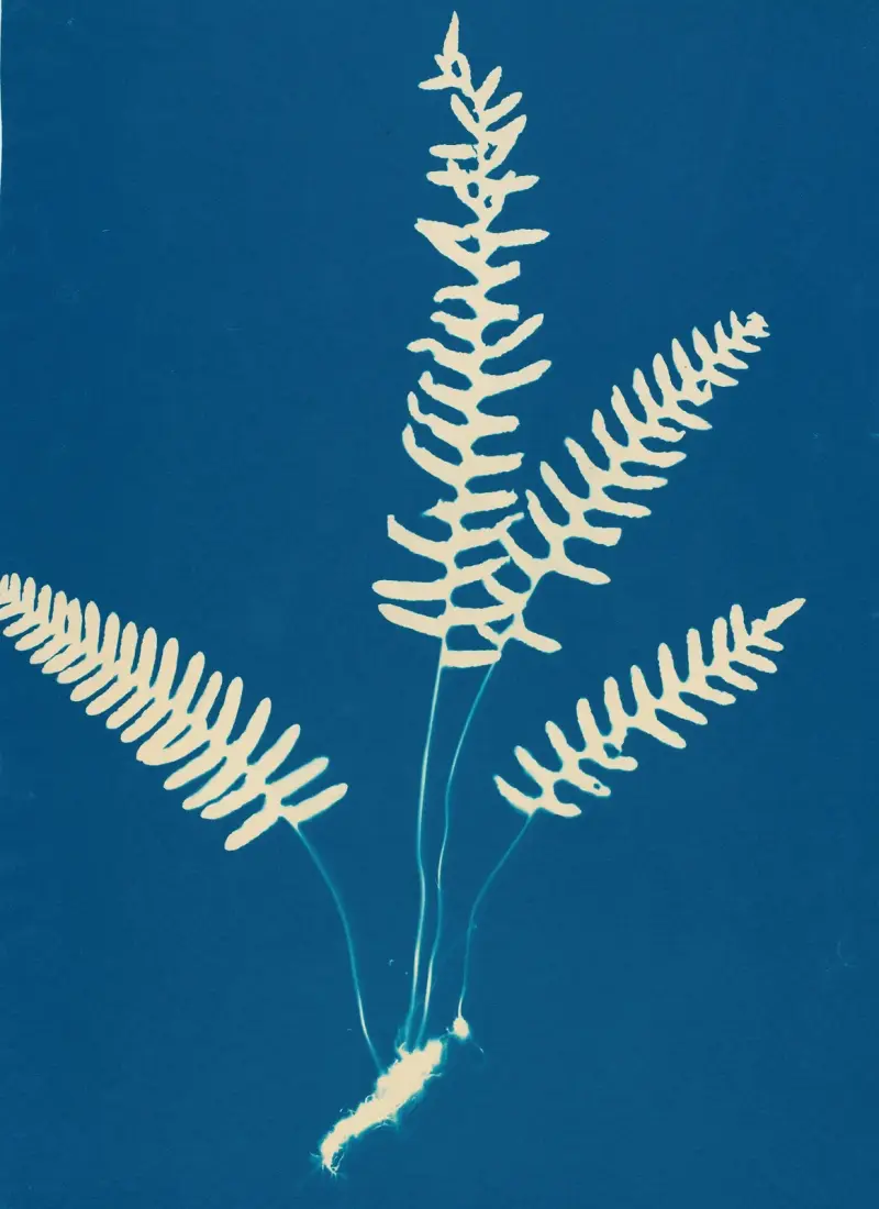 Ferns of Huntington, Long Island Pl.27 av Ella J. C. Hurd