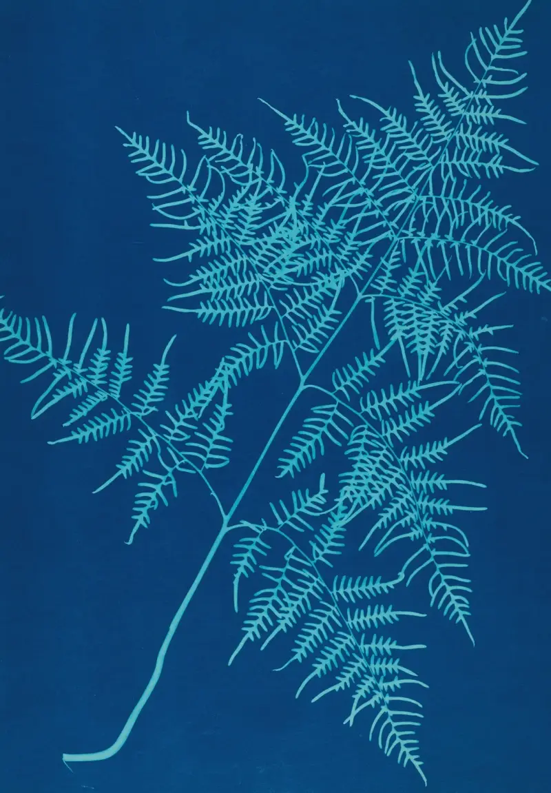 Ferns of Huntington, Long Island Pl.30 av Ella J. C. Hurd