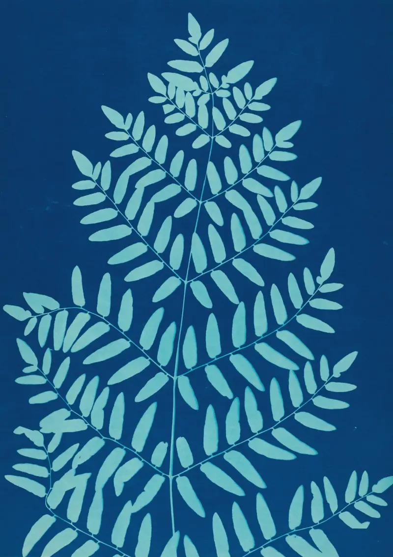 Ferns of Huntington, Long Island Pl.33 av Ella J. C. Hurd