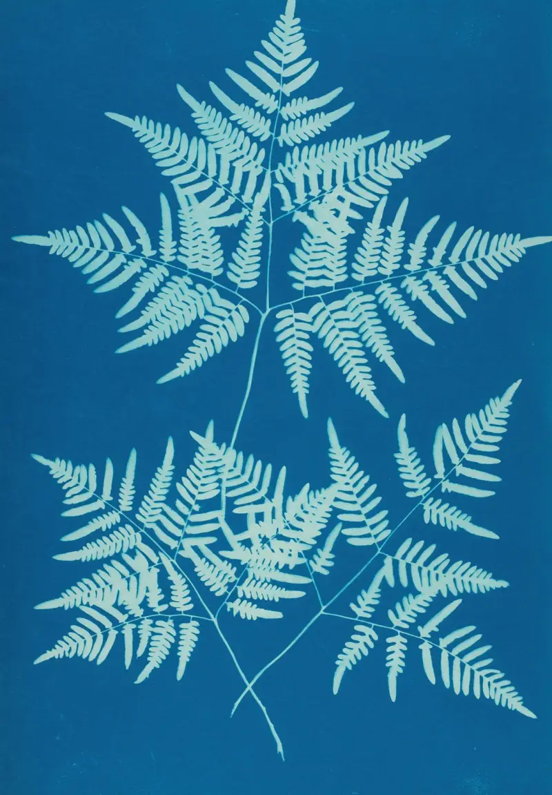 Ferns of Huntington, Long Island Pl.34 av Ella J. C. Hurd