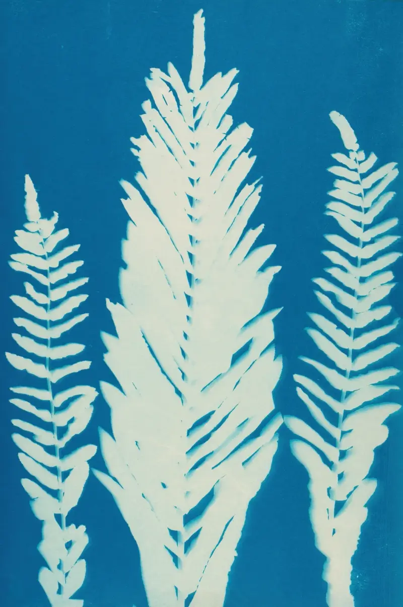 Ferns of Huntington, Long Island Pl.36 av Ella J. C. Hurd
