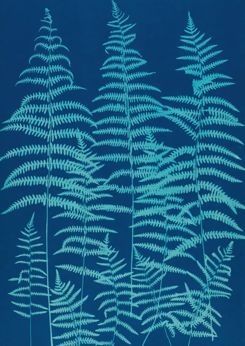 Ferns of Huntington, Long Island Pl.39 av Ella J. C. Hurd