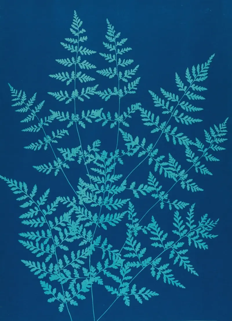 Ferns of Huntington, Long Island Pl.40 av Ella J. C. Hurd