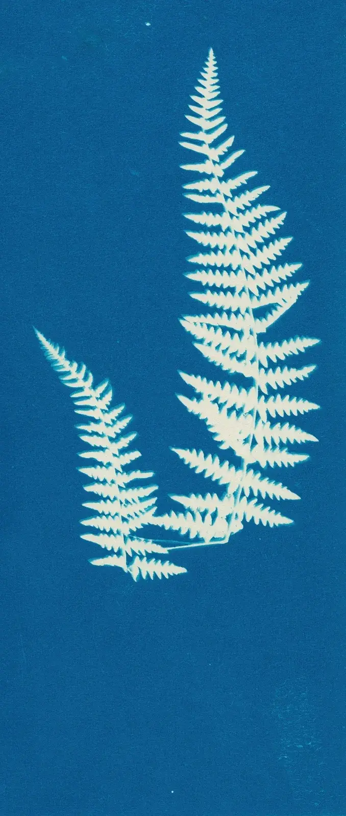 Ferns of Huntington, Long Island Pl.43 av Ella J. C. Hurd