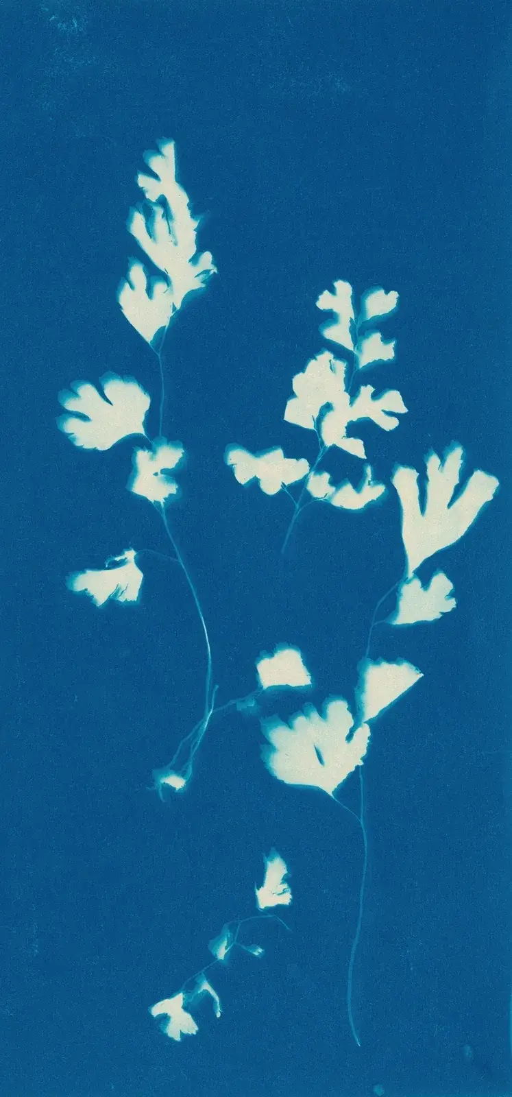 Ferns of Huntington, Long Island Pl.44 av Ella J. C. Hurd