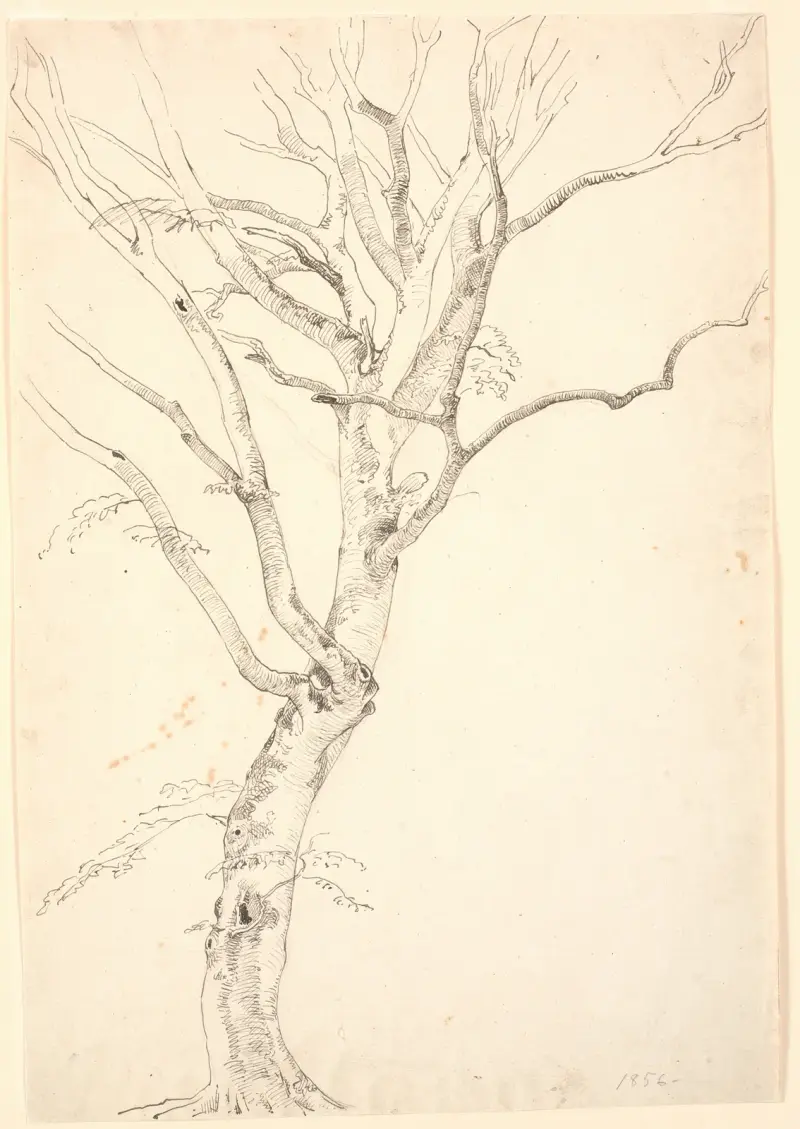 Entlaubte Buche von P. C. Skovgaard