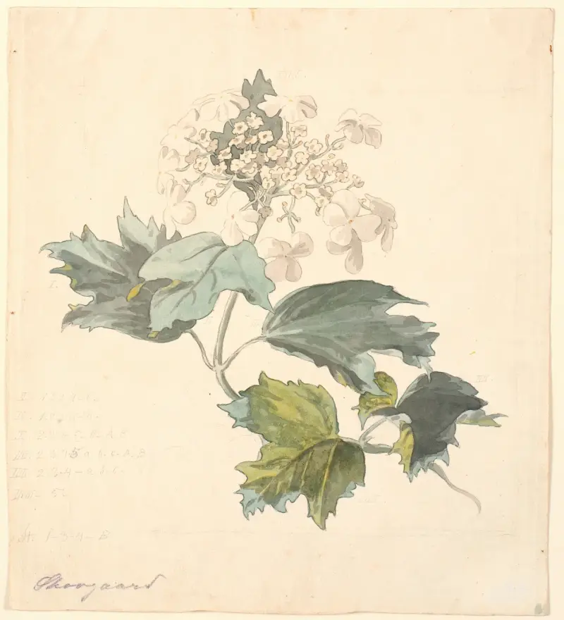 Krzew kalina (Viburnum), P. C. Skovgaard