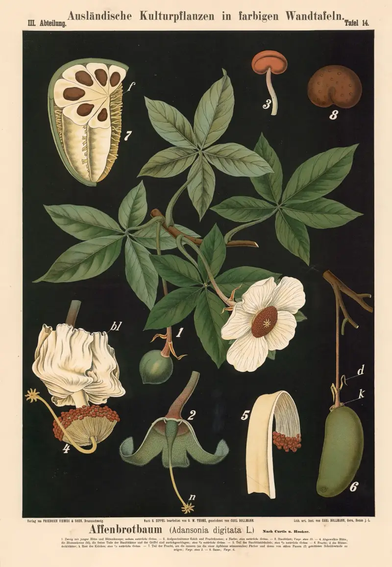Affenbrotbaum (Adansonia digitata L.) Nach Curtis u. Hooker av Carl Bollmann