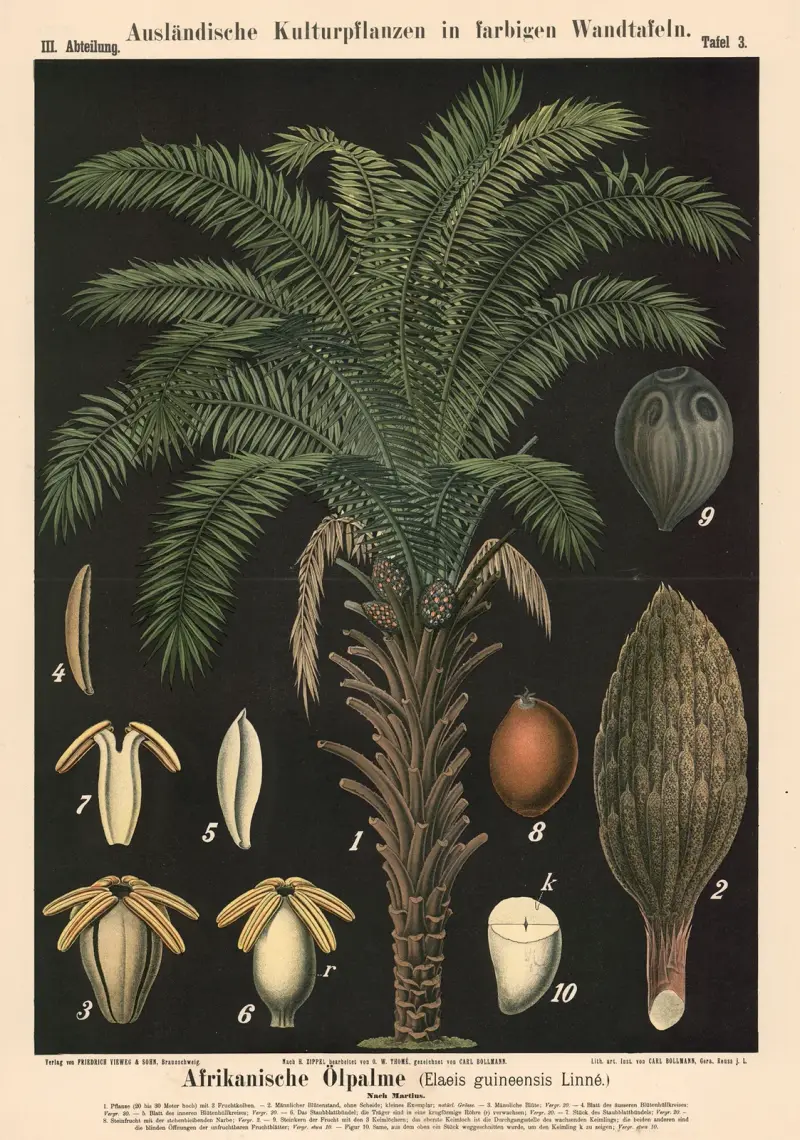 Afrikanische Ölpalme (Elaeis guineensis Linné) av Carl Bollmann