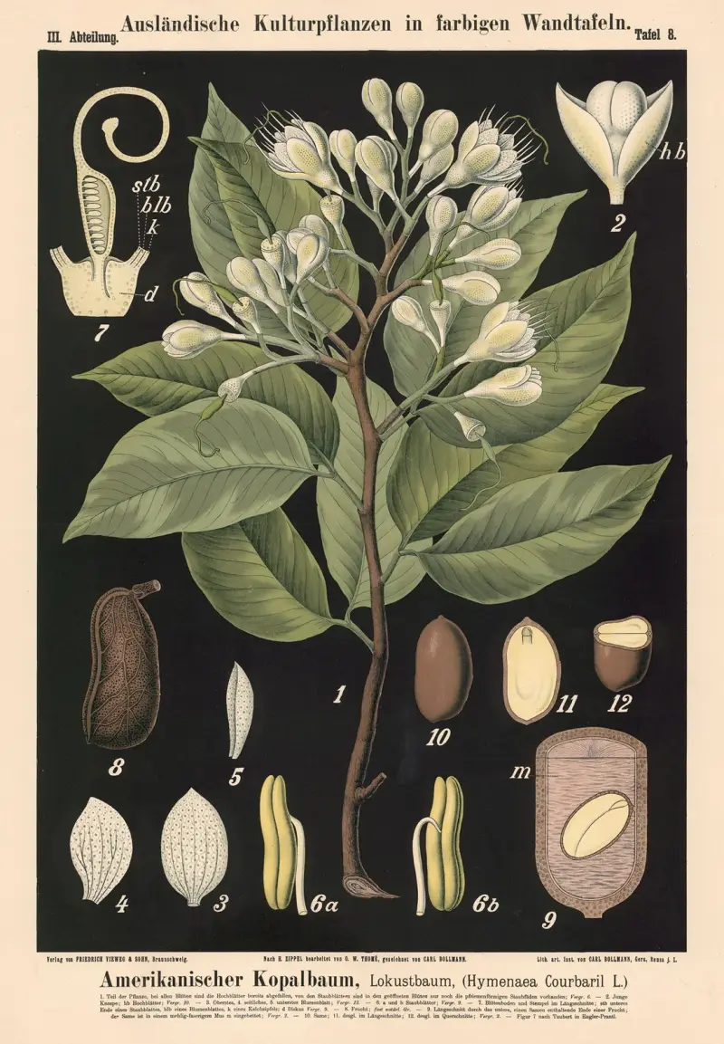 Americký kopalník, lokustovník (Hymenaea courbaril L.), Carl Bollmann
