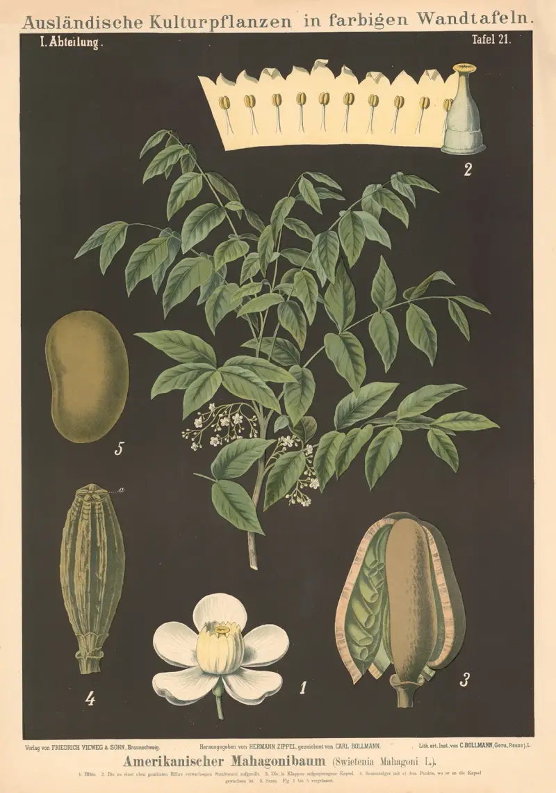 Amerikanskt mahognyträd (Swietenia mahagoni L.) av Carl Bollmann