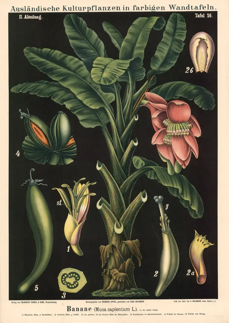 Banane (Musa sapientum L.) av Carl Bollmann