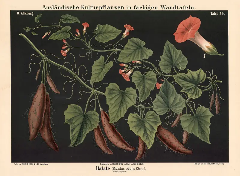 Batáta (Batatas edulis Chois), Carl Bollmann
